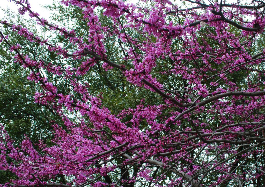 Redbuds are spring's herald in my area. What announces spring where you live?